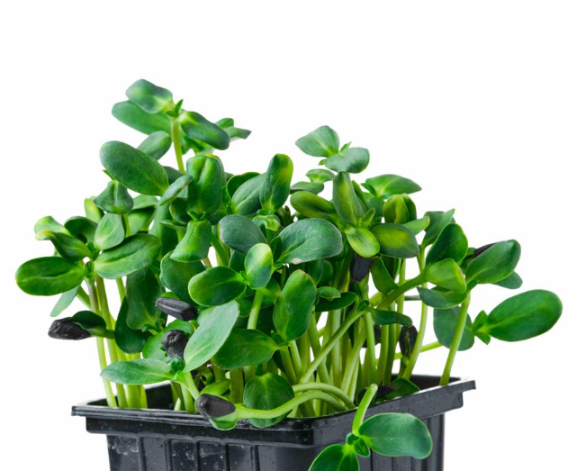 Микрозелень подсолнечника фото 3